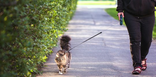 Jadikan Kucing sebagai Partner Latihan, Bikin Olahraga Makin Semangat