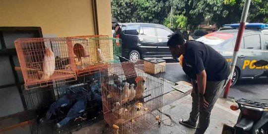 Ratusan Unggas Dilindungi Asal Papua Diamankan dari Indekos di Solo