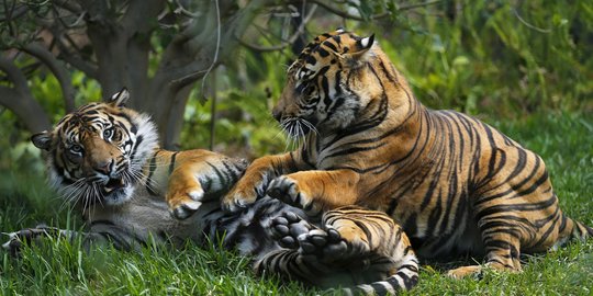 Tiga Harimau Sumatera Terlihat di Taman Nasional Bukit Tiga Puluh