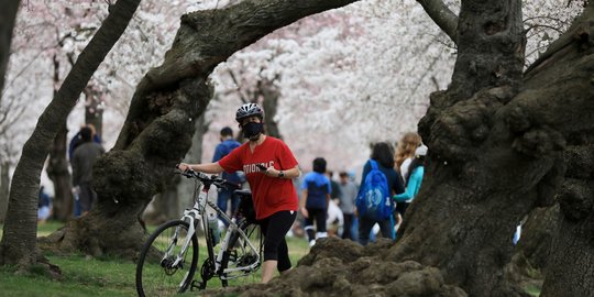 Pesona Sakura di Tidal Basin