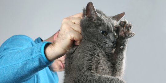 Ingin Mengubah Perilaku Kucing, Stop Menarik Bagian Belakang Lehernya
