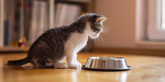Lezatnya Sarden dalam Saus Tomat, Amankah Diberikan pada Kucing?