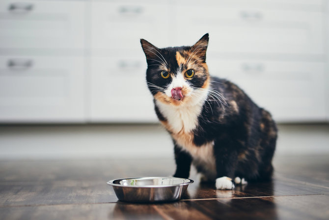 lezatnya sarden dalam saus tomat amankah diberikan pada kucing