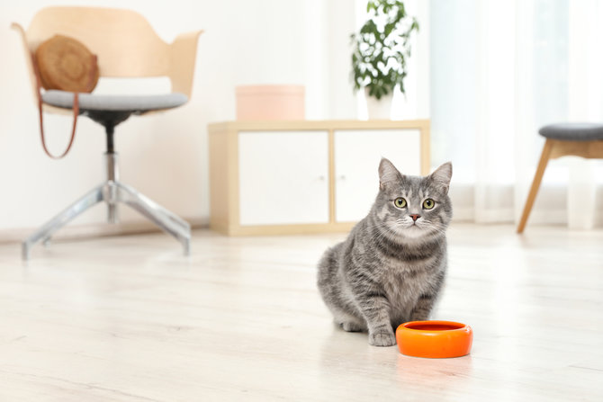 lezatnya sarden dalam saus tomat amankah diberikan pada kucing