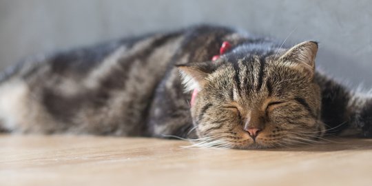 Pertolongan Pertama untuk Kucing yang Sakit, Sebelum Membawanya ke 