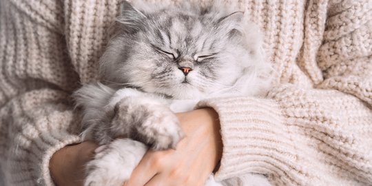 Rentan Alami Masalah Pernapasan, Ini Tips yang Bisa Dilakukan Pemilik Kucing Persia