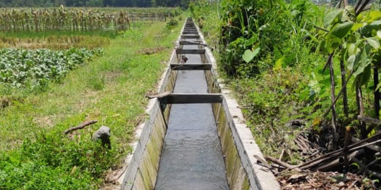 Manfaat Program Rehabilitasi Jaringan Irigasi Tersier Dirasakan Petani Kediri