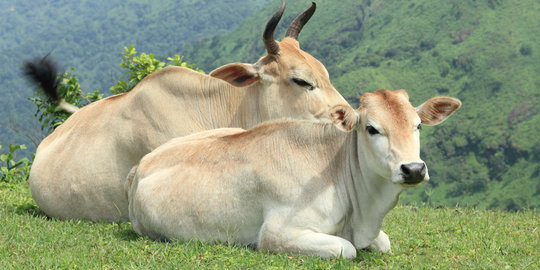 Populasi Sapi Capai 18 Juta Ekor, Indonesia Tak Butuh Impor