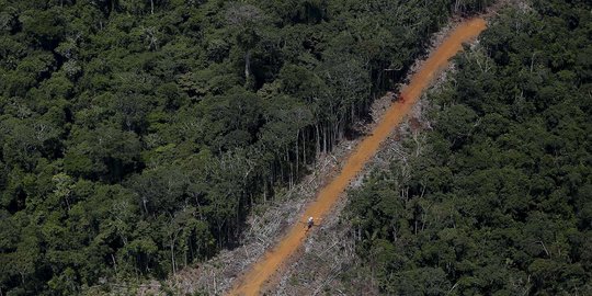 Pesawatnya Jatuh di Hutan Amazon, 36 Hari Dia Belajar Bertahan Hidup dari Monyet