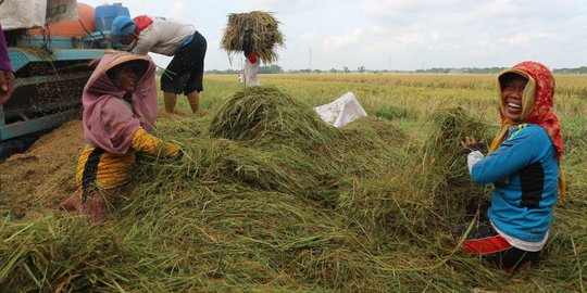 Harga Gabah Anjlok karena Banyak Sawah Terendam Banjir