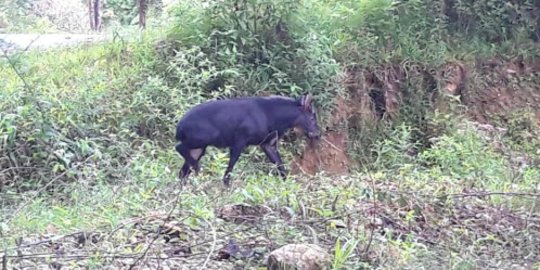 Viral Warga Labura Konsumsi Kambing Hutan yang Dilindungi, Begini Reaksi BKSDA Sumut