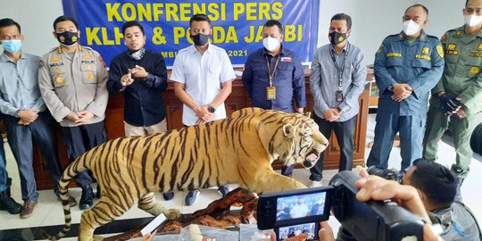 Jual Harimau Sumatera Diawetkan dan 2 Gading Gajah, 3 Warga Jambi Diringkus