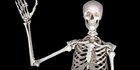 Fungsi Tulang Rusuk untuk Lindungi Organ Vital Dada, Pahami Struktur dan Jumlahnya
