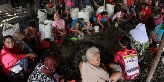 Pengupas Kerang Hijau, Sang Pencari Rupiah di Cilincing