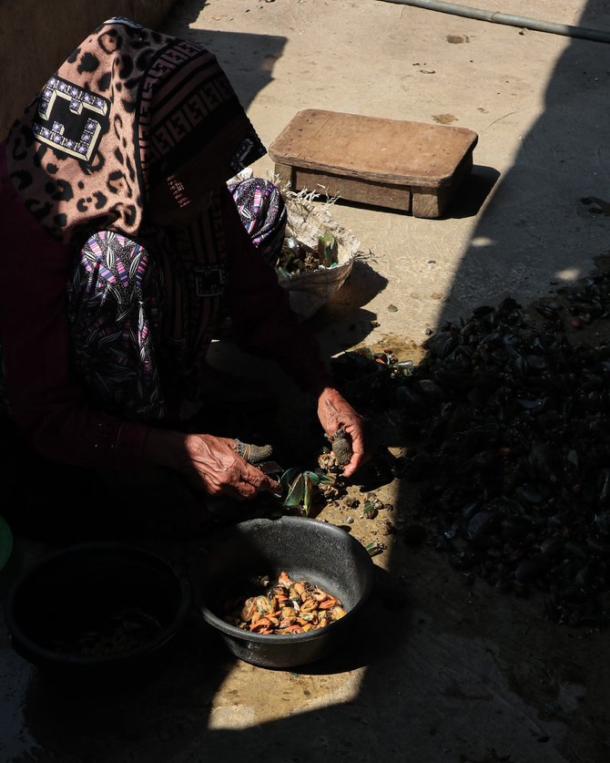 kerang hijau permata hijau para pengupas kerang di cilincing