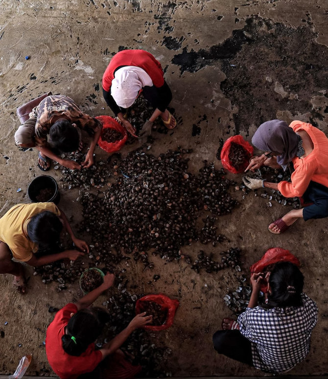 kerang hijau permata hijau para pengupas kerang di cilincing
