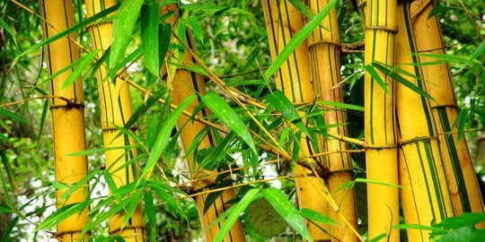 5 Manfaat Rebung Bambu Kuning Untuk Kesehatan Bantu Cegah Stroke Merdeka 