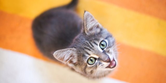 Demi Tidur Nyenyak 4 Cara Ini Ampuh Hentikan Kucing Mengeong Di Malam Hari Merdeka Com Demi Tidur Nyenyak 4 Cara Ini Ampuh Hentikan Kucing Mengeong Di Malam Hari Merdeka Com