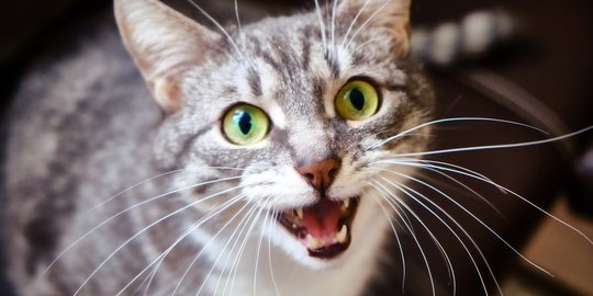 Bukan Misteri, Ini 4 Penyebab Kucing Mengeong Tanpa Henti di Malam 