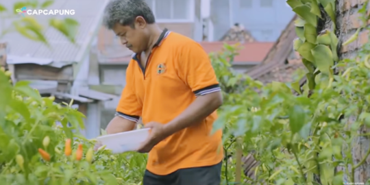 Mengagumkan, Atap Rumah Ini Jadi Kebun Cabai, Ini Potretnya Indah & Hasilkan Cuan