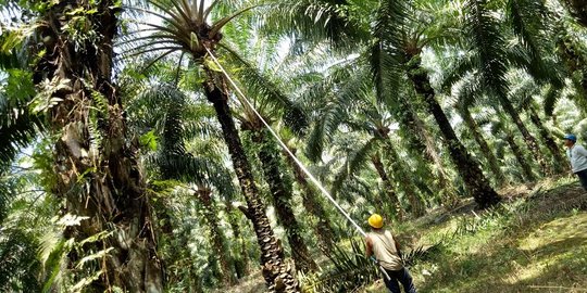 Kementan Target Peremajaan Sawit 180 ribu Hektare di 2021