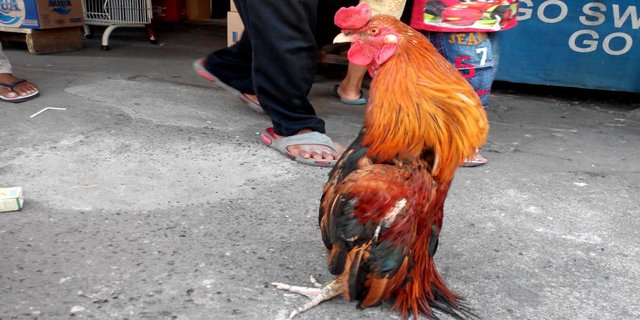 7 Jenis Ayam Aduan Paling Populer Dan Banyak Dicari Berikut Penjelasannya Merdeka Com