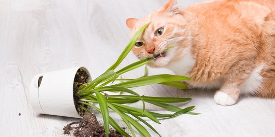 Jangan Nekat Memberikan Tulang Ikan sebagai Makanan Kucing, Ini 