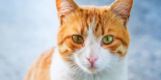 Ragam Alasan Hidung Kucing Oren Bisa Berubah Warna dan Berbintik 