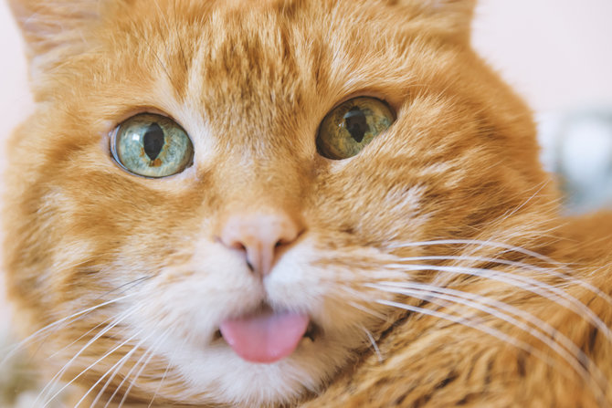 Ragam Alasan Hidung Kucing Oren Bisa Berubah Warna dan Berbintik 