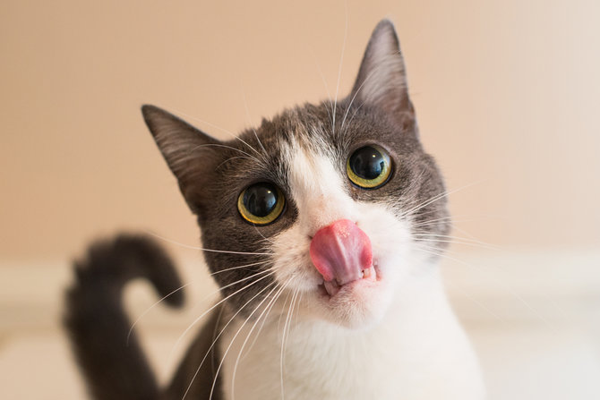 4 fakta unik soal indra perasa kucing ternyata tak bisa deteksi rasa manis