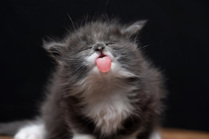 4 fakta unik soal indra perasa kucing ternyata tak bisa deteksi rasa manis