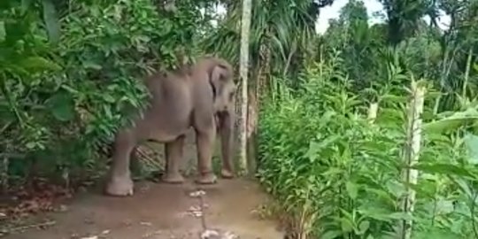 Viral Gajah Diduga Milik Medan Zoo Lepas, Berkeliaran ke Pemukiman Warga