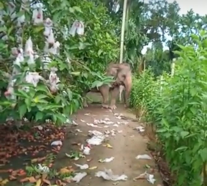 viral gajah diduga milik medan zoo lepas berkeliaran ke pemukiman warga