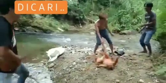 Tarik Ekor dan Jadikan Bahan Mainan, Viral Sekelompok Pemuda Siksa Orang Utan