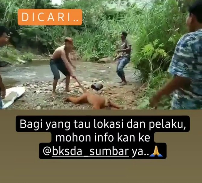 tarik ekor dan jadikan bahan mainan viral sekelompok pemuda siksa orang utan