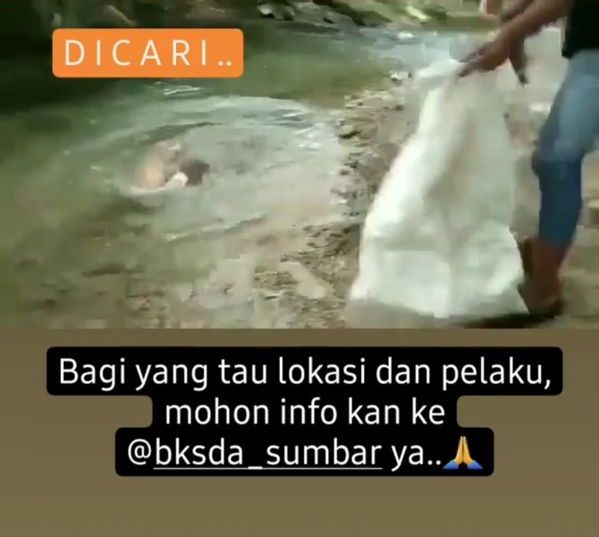 tarik ekor dan jadikan bahan mainan viral sekelompok pemuda siksa orang utan