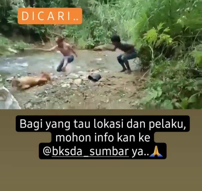 tarik ekor dan jadikan bahan mainan viral sekelompok pemuda siksa orang utan