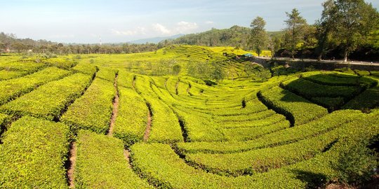 Cerita Sedih Petani Teh Garut Hadapi Harga Serapan di Pasaran, Selalu Rendah