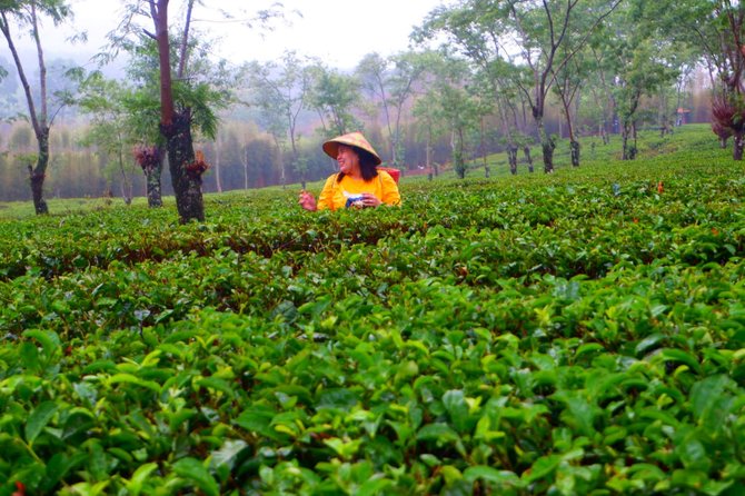 kebun teh warisan belanda di kaki arjuno