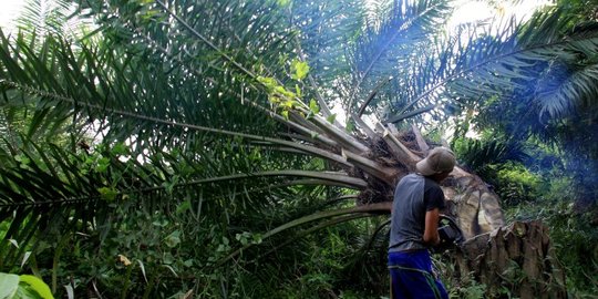 Gubernur dan Pengusaha Dukung Wacana Bangun 1.000 Rumah untuk Buruh Sawit di Riau