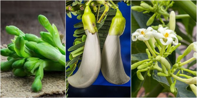 ilustrasi sayuran lokal