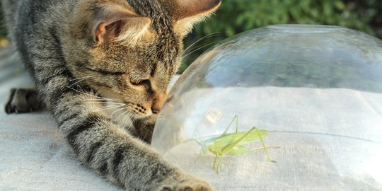 Redam Panik Saat Kucing Ketahuan Makan Serangga, Ini Alasannya - kucing
muntah makanan snek