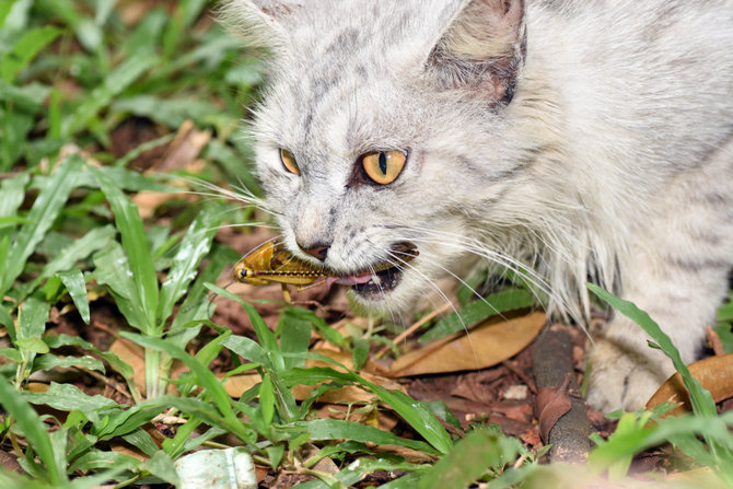 Redam Panik Saat Kucing Ketahuan Makan Serangga, Ini Alasannya 