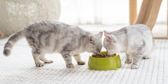 Cegah Kucingmu Merebut Makanan Anabul Lainnya, Ini Caranya!