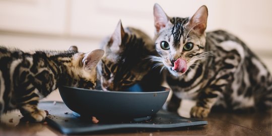 Gemas dengan Aksi Rebutan Makanan di Antara Kucing? Bisa Jadi Ini Penyebabnya