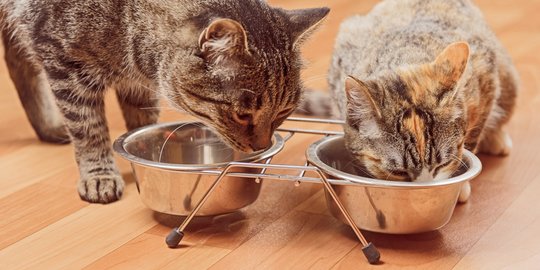 Makanan Apa yang Disukai Kucingmu? Ini Cara Mudah Mengetahuinya