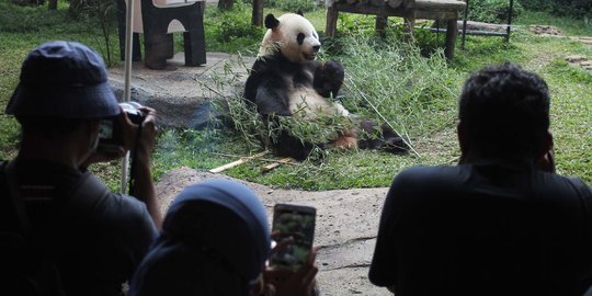 Pengunjung Taman Safari Hari Ini Menurun dari Kemarin