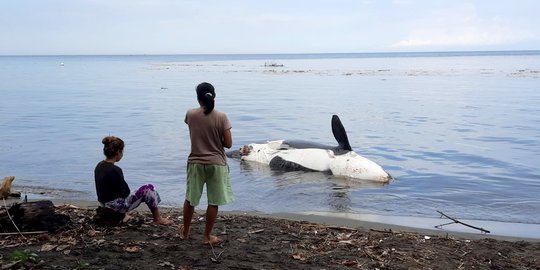 Paus Pembunuh Terdampar di Banyuwangi, Warga Khawatirkan Bau Bangkai