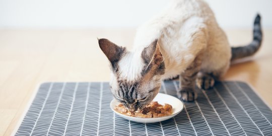 Ragu Memberikan Tuna sebagai Makanan Kucing Anggora? Ini Penjelasannya