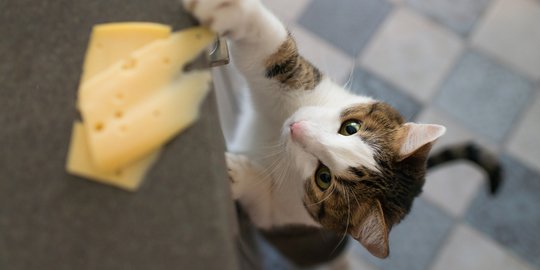 Hati-Hati Memberikan Keju sebagai Makanan Kucing Lucu, Ini Aturannya!
